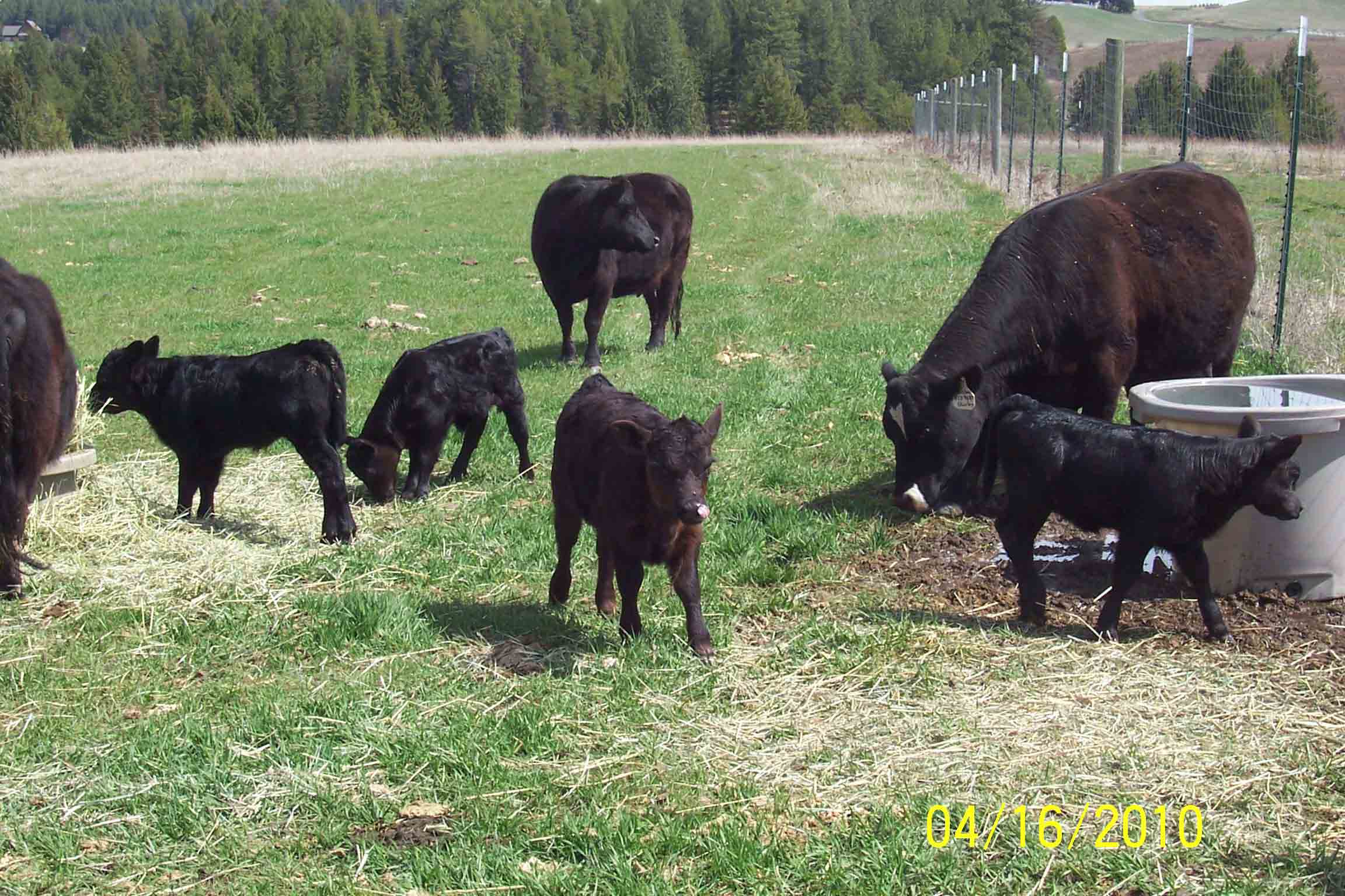 Calves between a week and one month old.