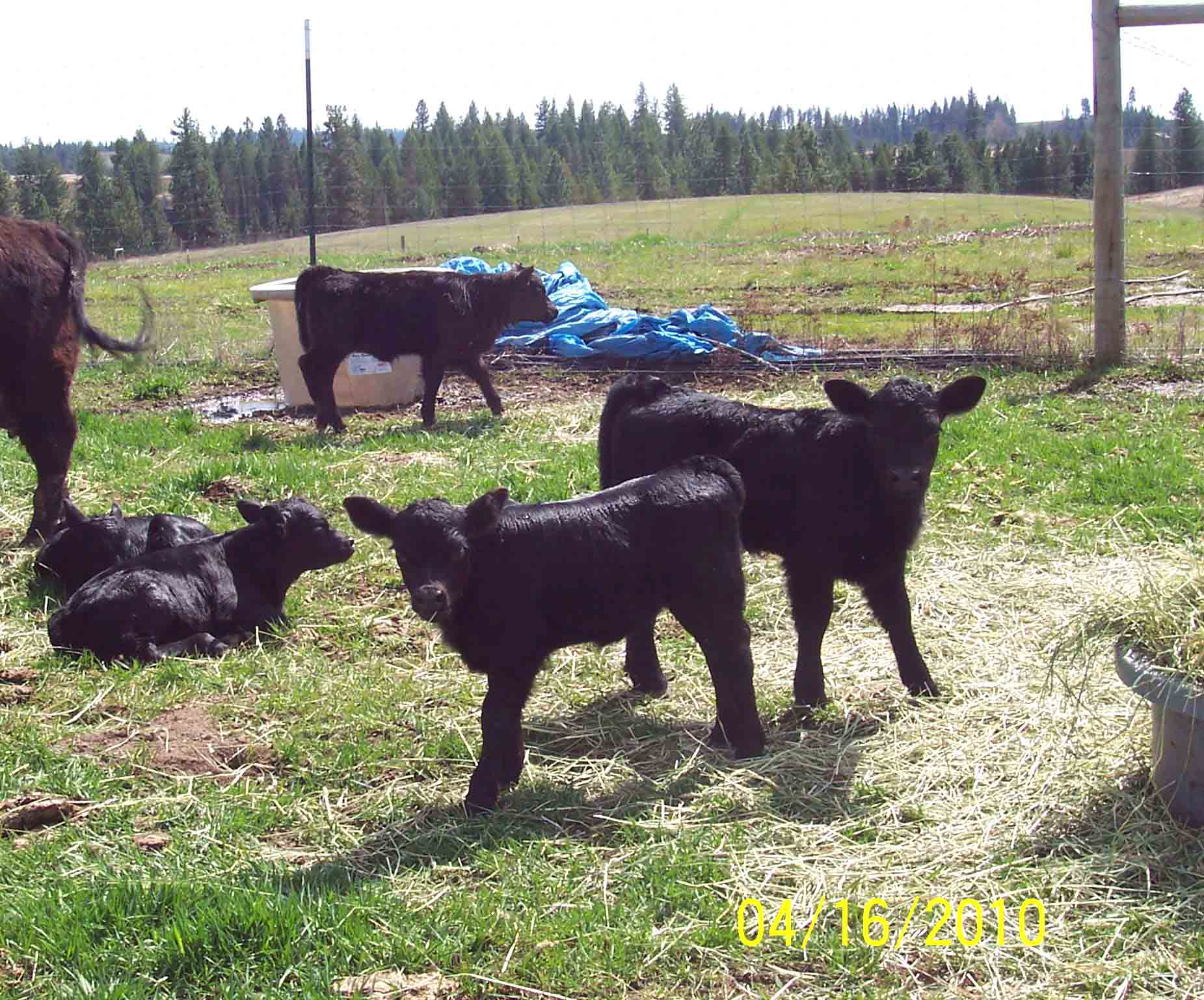Calves between a week and one month old.