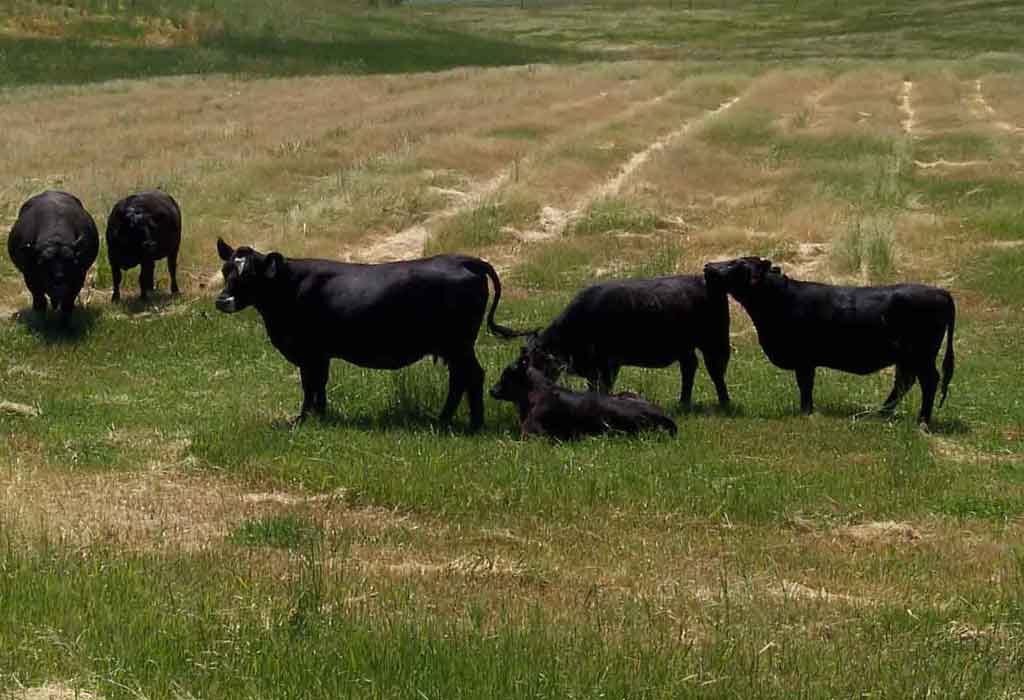 Cows enjoy late spring pasture