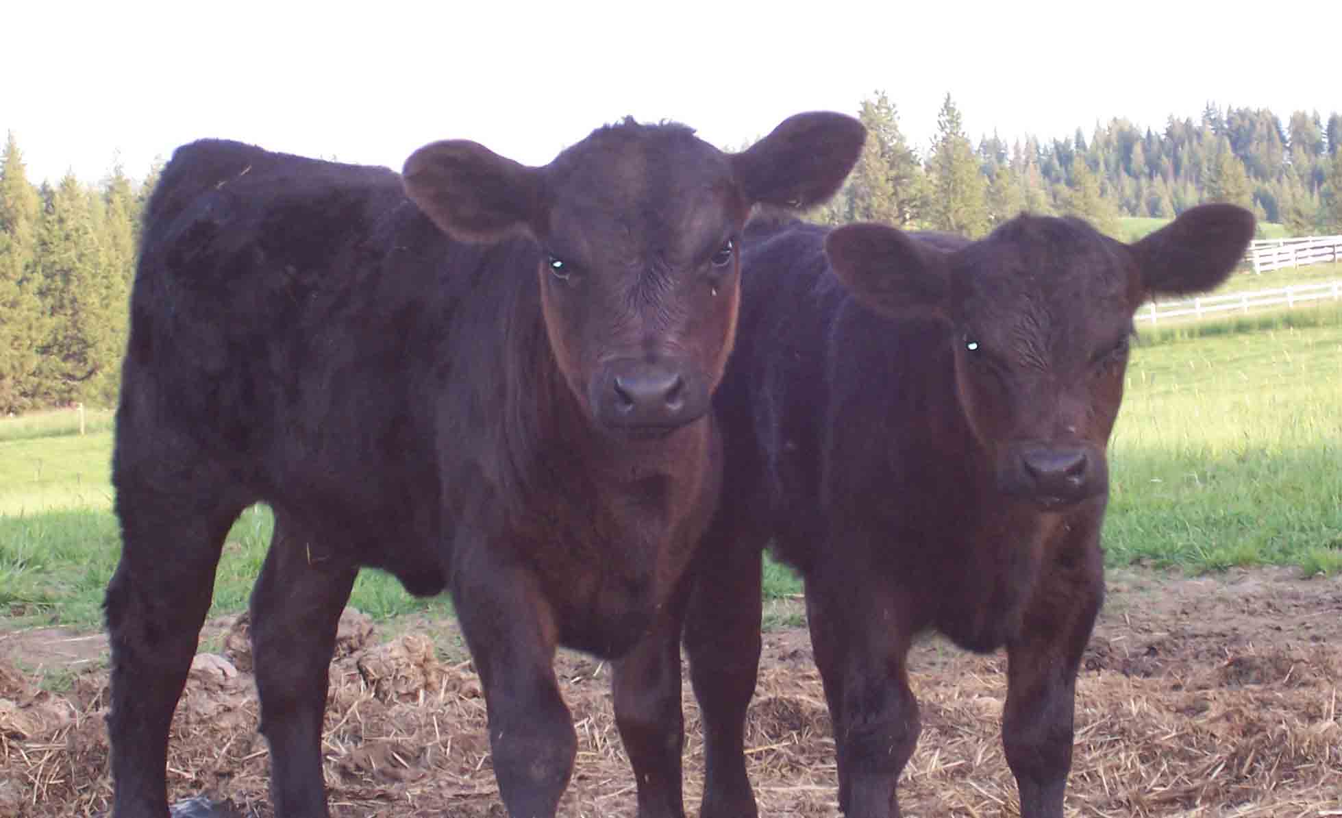 Two of our newest heifer calves at about 3 weeks old